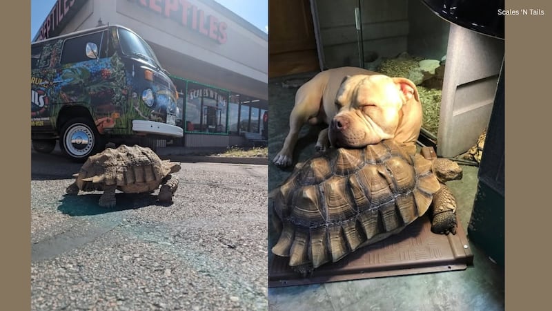 Local community members in Colorado Springs are reeling Thursday after the theft of a very...