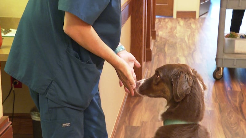 Organization says certified pets and handlers provide comfort to patients