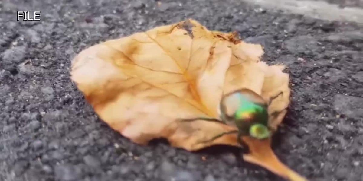How to deal with Japanese Beetles