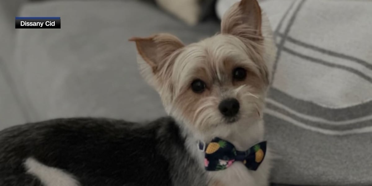 Dog dies after owner's door allegedly kicked in by teens trying TikTok challenge