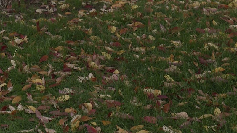 City crews to collect bagged leaves weekly through Dec. 3