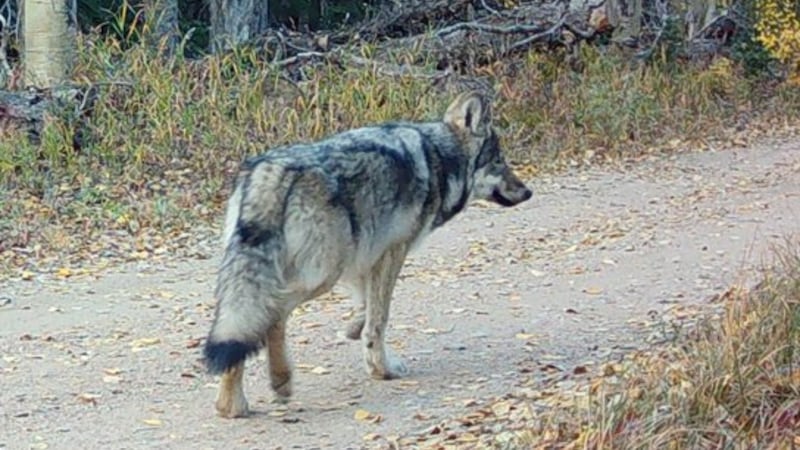 Newest annual gray wolf report released by CPW; at least 32 gray wolves ...