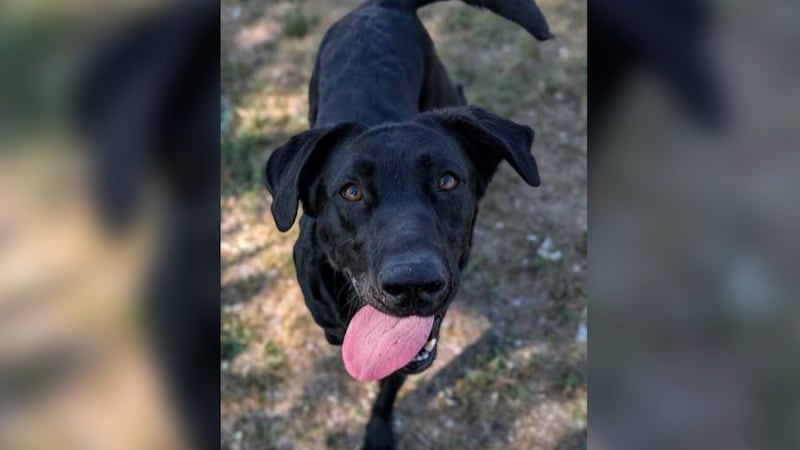 Hestia is adoptable now at the Roice-Hurst Humane Society.