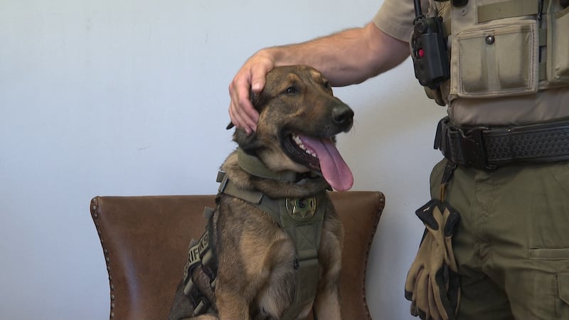 Deputy William Correll and K9 Oso, a narcotics detection dog, took first place overall at the...