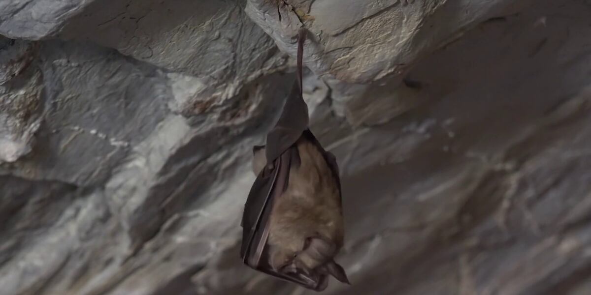 Bat Rabies Color Delta County confirms first bat with rabies of 2025