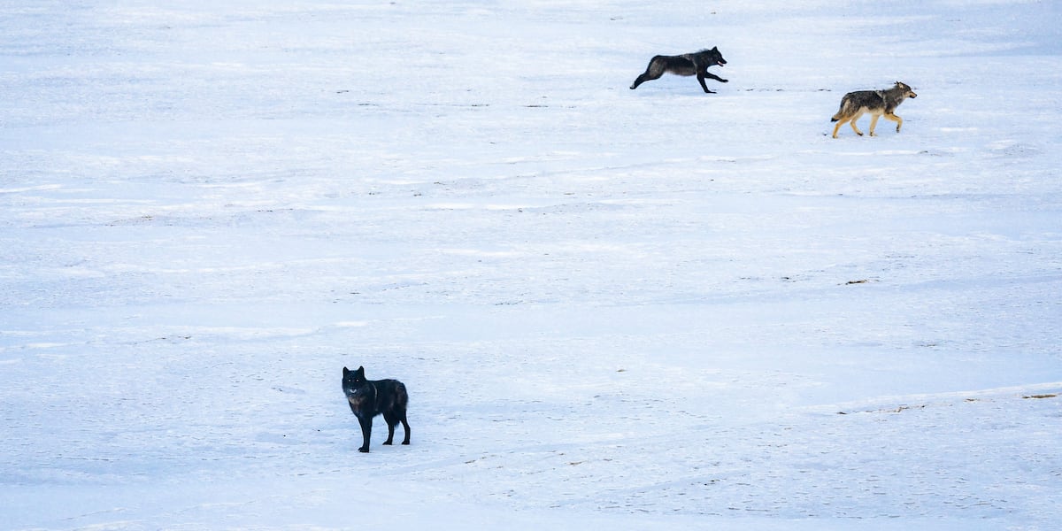Wolves In Oklahoma Gray wolf detected in Southeastern CO