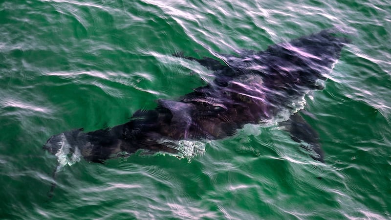 FILE - A great white shark swims past a boat on a shark watching boat off the Massachusetts'...