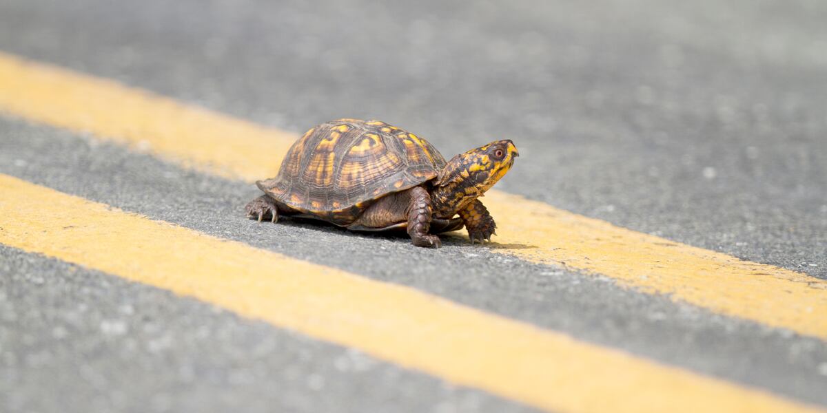 87yearold man killed while trying to save a turtle on the highway