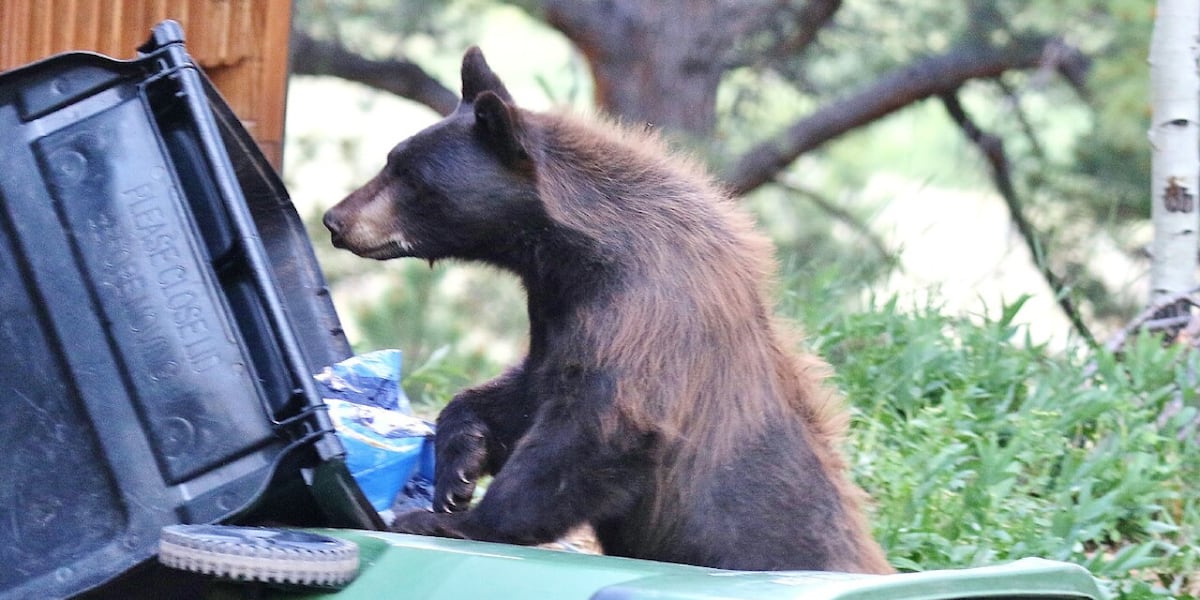 National R Ramp Logo Colorado wildlife officials ramp up bear safety outreach as record ...
