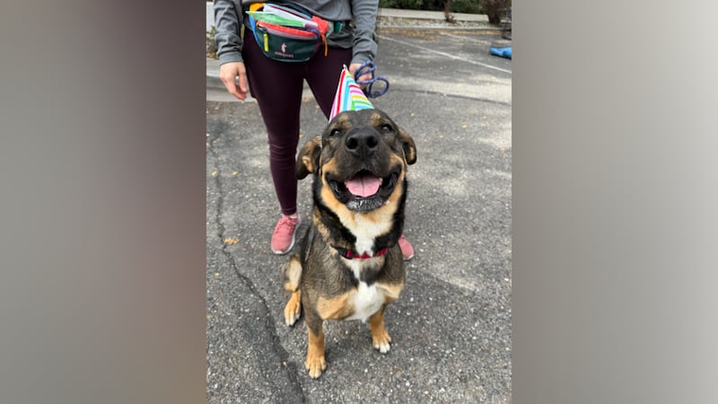 Suki is available for adoption now.