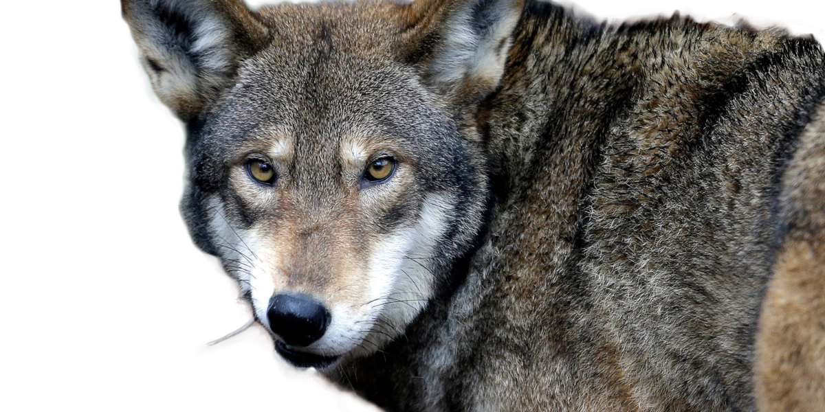 Modern Grey Wolves Proposition 114 (Restoration of Grey Wolves) still too close to call