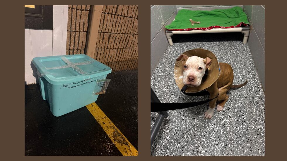 A pit bull mix puppy was found abandoned inside a sealed plastic storage tote on Friday...