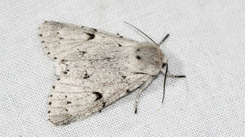 Miller moths have migrated to the mountainous area