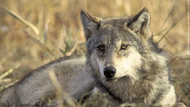 Mesa County sends letter about Wolves from Washington