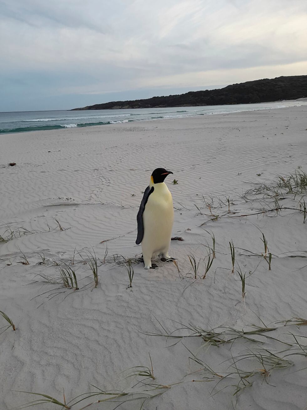 In this photo provided by the Department of Biodiversity, Conservation and Attractions, a male...