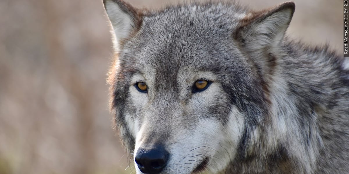 Wolves on the prowl: reintroduced grey wolves kill several yearling cattle