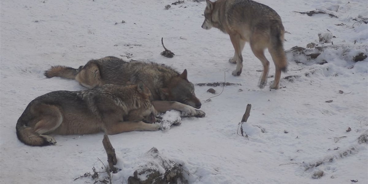 CPW releases updated map for wolf activity in Colorado