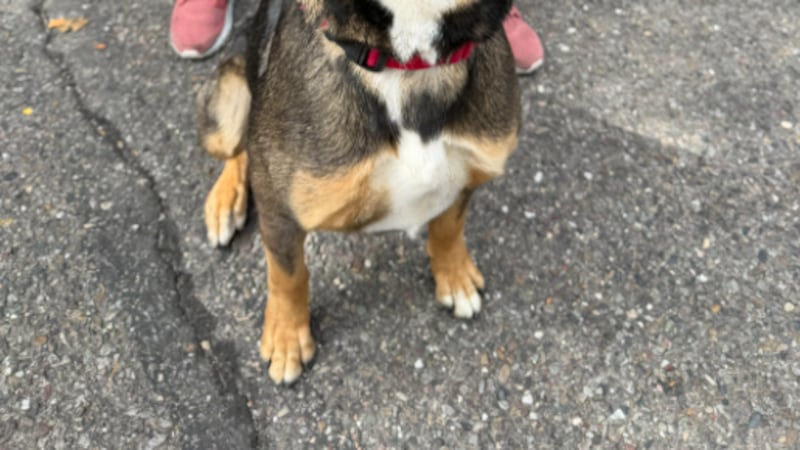 Suki is available for adoption now.
