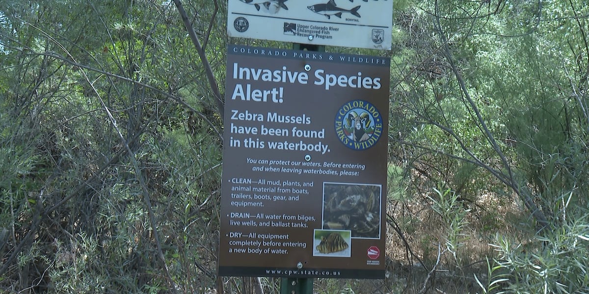 Colorado River officially tests positive for Zebra mussels
