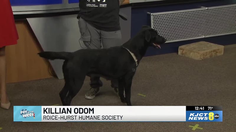 Hestia the Lab mix looking for active home