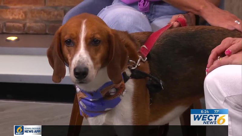 Braves, a 3-year-old Walker Hound from Monty’s Home, is looking for his forever home.