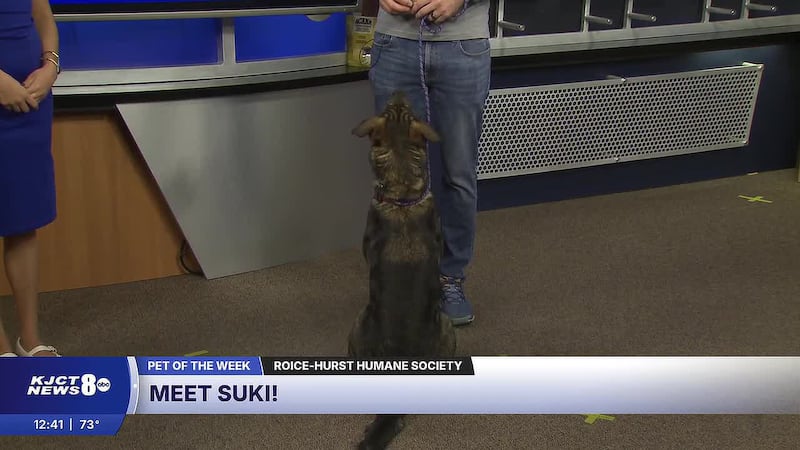 Grand Rivers Humane Society spotlights active Shepherd mix