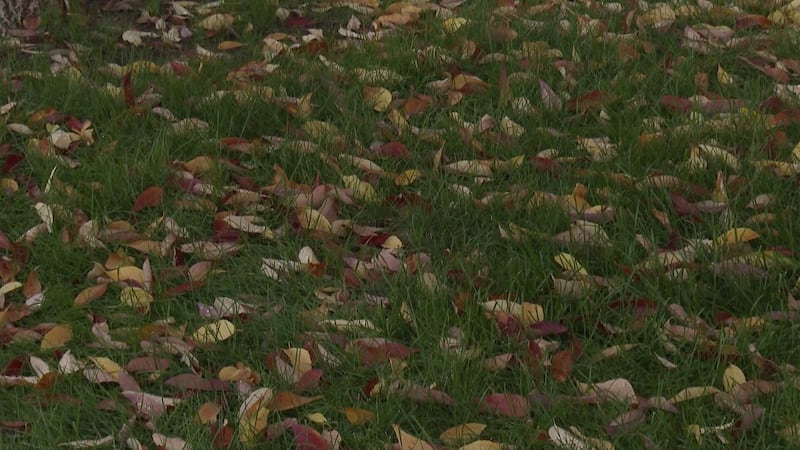 Montrose launches annual fall leaf cleanup